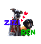 ZIZI❤︎（個別スタンプ：1）