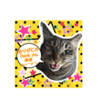 うちの猫ちゃんスタンプ（個別スタンプ：1）