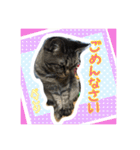 うちの猫ちゃんスタンプ（個別スタンプ：2）