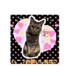 うちの猫ちゃんスタンプ（個別スタンプ：3）