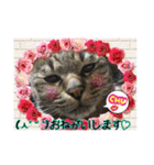 うちの猫ちゃんスタンプ（個別スタンプ：4）