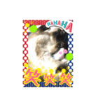 うちの猫ちゃんスタンプ（個別スタンプ：5）