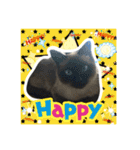 うちの猫ちゃんスタンプ（個別スタンプ：6）
