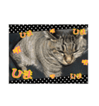 うちの猫ちゃんスタンプ（個別スタンプ：9）