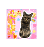うちの猫ちゃんスタンプ（個別スタンプ：11）