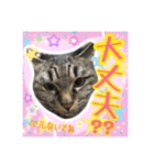 うちの猫ちゃんスタンプ（個別スタンプ：12）