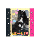 うちの猫ちゃんスタンプ（個別スタンプ：13）