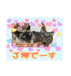 うちの猫ちゃんスタンプ（個別スタンプ：14）