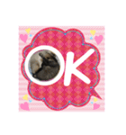 うちの猫ちゃんスタンプ（個別スタンプ：15）