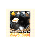 うちの猫ちゃんスタンプ（個別スタンプ：17）