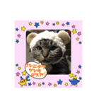 うちの猫ちゃんスタンプ（個別スタンプ：18）