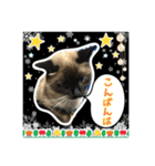 うちの猫ちゃんスタンプ（個別スタンプ：19）