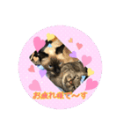 うちの猫ちゃんスタンプ（個別スタンプ：21）