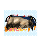 うちの猫ちゃんスタンプ（個別スタンプ：22）