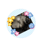 うちの猫ちゃんスタンプ（個別スタンプ：23）