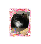うちの猫ちゃんスタンプ（個別スタンプ：28）