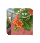 Photo Greeting Stickers C.（個別スタンプ：1）