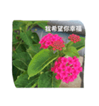 Photo Greeting Stickers C.（個別スタンプ：4）