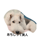 Fox Terrier1（個別スタンプ：1）