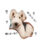 Fox Terrier1（個別スタンプ：2）