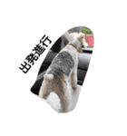 Fox Terrier1（個別スタンプ：3）