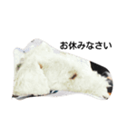Fox Terrier1（個別スタンプ：4）