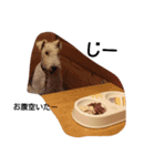 Fox Terrier1（個別スタンプ：5）