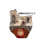 Fox Terrier1（個別スタンプ：6）