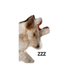 Fox Terrier1（個別スタンプ：8）