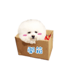 the dog-Tiger girl Meng Meng despair II（個別スタンプ：20）