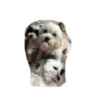 dog gig（個別スタンプ：1）