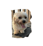 dog gig（個別スタンプ：4）