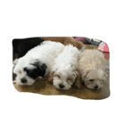 dog gig（個別スタンプ：5）