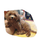 dog gig（個別スタンプ：6）