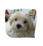 dog gig（個別スタンプ：7）