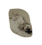 dog gig（個別スタンプ：8）