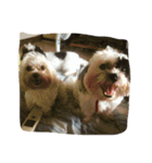 dog gig（個別スタンプ：9）