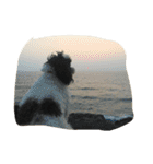 dog gig（個別スタンプ：10）