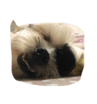 dog gig（個別スタンプ：11）