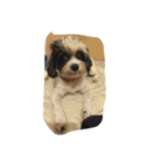 dog gig（個別スタンプ：12）