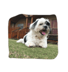 dog gig（個別スタンプ：13）