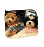 dog gig（個別スタンプ：14）