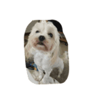 dog gig（個別スタンプ：15）