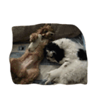 dog gig（個別スタンプ：17）