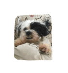 dog gig（個別スタンプ：19）