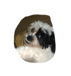 dog gig（個別スタンプ：20）