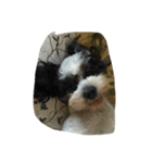 dog gig（個別スタンプ：21）