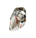 dog gig（個別スタンプ：22）