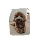 dog gig（個別スタンプ：23）