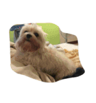 dog gig（個別スタンプ：24）